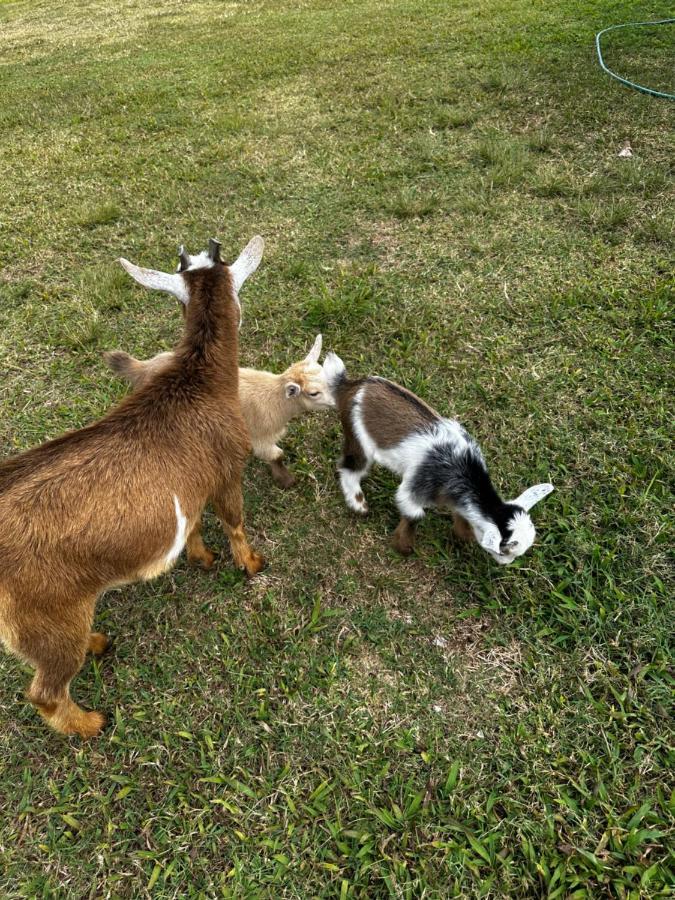 הומסטד Arritola B And B Ranch מראה חיצוני תמונה