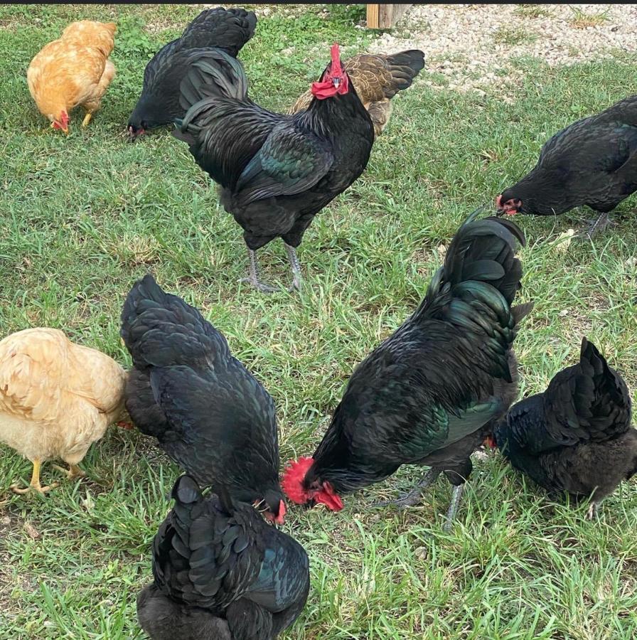 הומסטד Arritola B And B Ranch מראה חיצוני תמונה